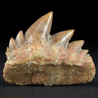 Fossilien versteinerter Haizahn Notidanodon loozi