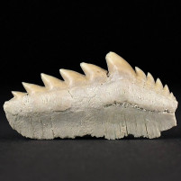 Seltener versteinerter Haizahn Notidanodon loozi aus Marokko