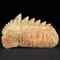 Herrlicher großer versteinerter Haizahn von Notidanodon loozi