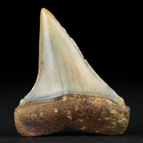 Cosmopolitodus hastalis versteinerter Haifisch Zahn aus Chile