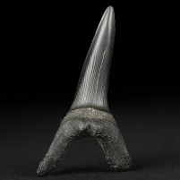 Versteinerter Koboldhai Zahn Scapanorhynchus texanus Kreidezeit