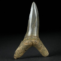 Versteinerter Haizahn aus der Kreidezeit Scapanorhynchus texanus