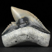 Versteinerter Haifisch Zahn Galeocerdo cuvier aus Florida
