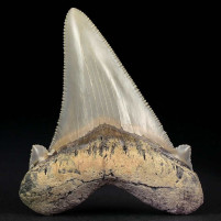 Herrlicher versteinerter Haizahn von Otodus angustidens aus dem Oligozän