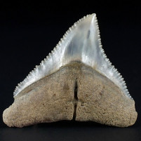 Schöner versteinerter Haifisch Zahn Carcharhinus obscurus