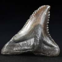 Versteinerter Haizahn Hemipristis serra aus dem Miozän von Florida