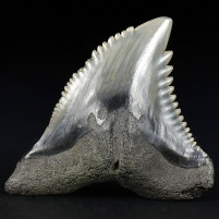 Versteinerter Haizahn Wieselhai Hemipristis serra Miozän von Florida