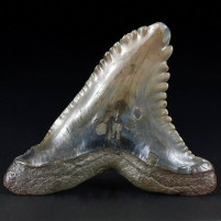 Versteinerter Haifisch Zahn Hemipristis serra aus dem Miozän