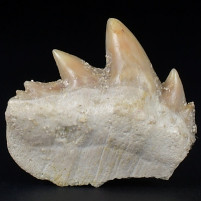 Versteinerter Haizahn Notidanodon loozi aus dem Paläozän