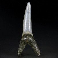 Versteinerter Haifisch Zahn Striatolamia macrota aus dem Eozän