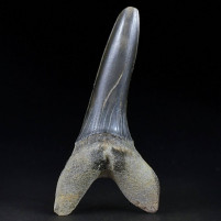 Versteinerter Haizahn aus der Kreidezeit  Scapanorhynchus texanus