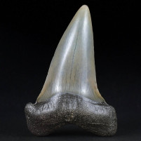 Cosmopolitodus hastalis versteinerter Haifisch Zahn aus dem Miozän