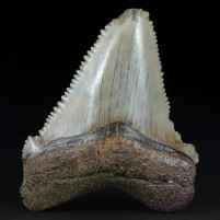 Versteinerter Haizahn Otodus angustidens aus dem Oligozän