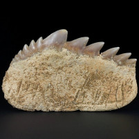 Versteinerter Haizahn Notidanodon loozi aus Khouribga Marokko