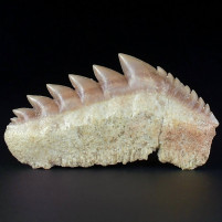 Versteinerter Haifisch Zahn Notidanodon loozi Kammerzahnhai 