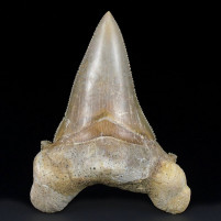 Fossilien seltener Haizahn Otodus sokolovi aus dem Eozän