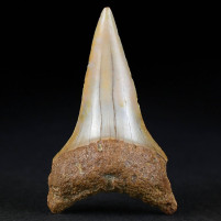 Versteinerter Haifisch Zahn aus Chile Cosmopolitodus hastalis