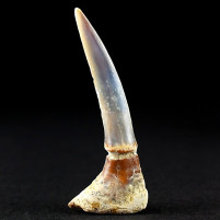 Pristiophorus lanceolatus versteinerter Sägehai Zahn aus Chile