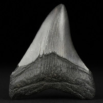 Versteinerter Megalodon Haizahn aus den USA
