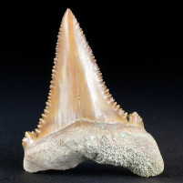 Versteinerter Haifisch Zahn Palaeocarcharodon von Khouribga Marokko