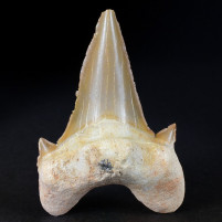 Großer Haifisch Zahn vom Schreckenshai Otodus obliquus