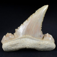 Palaeocarcharodon orientalis Haifisch Zahn