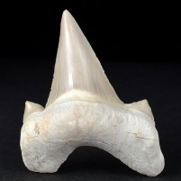 Versteinerter Haifisch Zahn Otodus obliquus aus Marokko