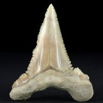 Palaeocarcharodon versteinerter Haizahn aus Khouribga Marokko