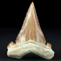 Herrlicher versteinerter Haizahn Palaeocarcharodon orientalis