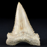 Toller versteinerter Haizahn Palaeocarcharodon orientalis
