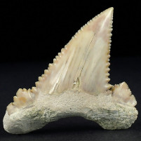 Palaeocarcharodon orientalis fossiler Haizahn aus dem Paläozän