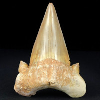 Toller versteinerter Haifisch Zahn von Otodus obliquus aus Marokko