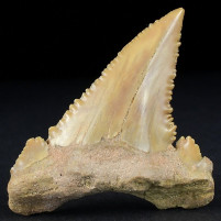 Versteinerter Haizahn Palaeocarcharodon orientalis Marokko