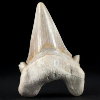 Fossilien versteinerter Haizahn Otodus obliquus