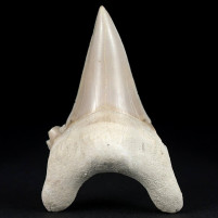 Otodus obliquus versteinerter Haifisch Zahn