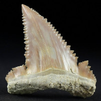 Schöner versteinerter Haizahn Palaeocarcharodon aus dem Paläozän