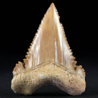 Gut erhaltener versteinerter Haifisch Zahn Palaeocarcharodon