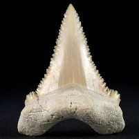 Schöner versteinerter Haifisch Zahn Palaeocarcharodon orientalis