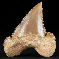 Versteinerter Haifisch Zahn Palaeocarcharodon orientalis