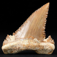 Schöner versteinerter Haizahn Palaeocarcharodon orientalis