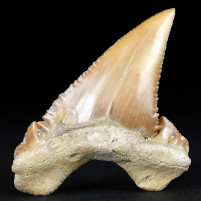 Versteinerter Haifisch zahn Palaeocarcharodon aus Marokko