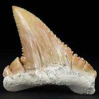 Sehr großer versteinerter Haifisch Zahn Palaeocarcharodon orientalis