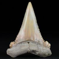 Fossilien versteinerter Haizahn Palaeocarcharodon orientalis
