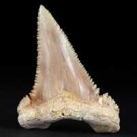 Riesiger versteinerter Haifisch Zahn Palaeocarcharodon