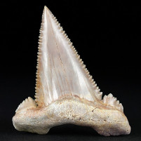 Herrlicher versteinerter Haizahn Palaeocarcharodon orientalis