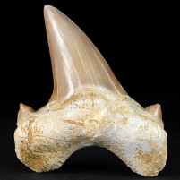 Großer versteinerter Haifisch Zahn Otodus obliquus
