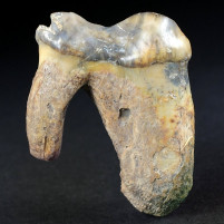 Fossilien seltener versteinerter Hyänen Zahn Crocuta crocuta spelaea