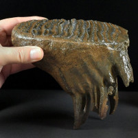 Herrlicher versteinerter Mammut Zahn mit Wurzeln