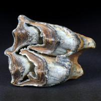 Versteinerter Zahn vom Riesenhirsch Megaloceros sp.