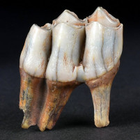 Versteinerter antilopen Zahn aus dem Pleistozän